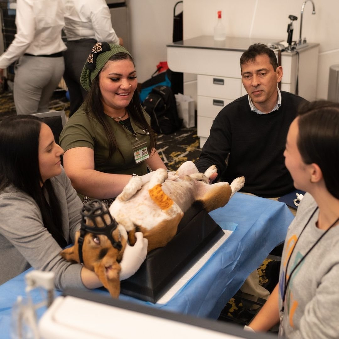 innovett-vertical-42