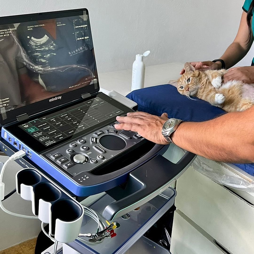 innovett-vertical-57